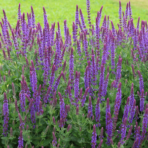 Salvia nemorosa Ostfriesland