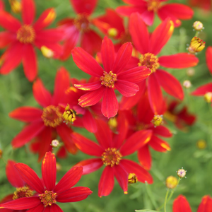Coreopsis Ladybird