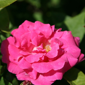 Rosa Zéphirine Drouhin