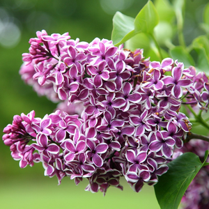 Syringa vulgaris Sensation