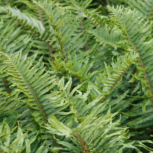 Polystichum munitum 