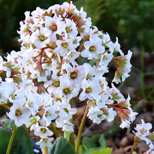 Bergenia Bressingham White