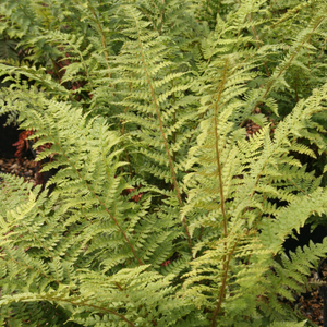 Polystichum setiferum 