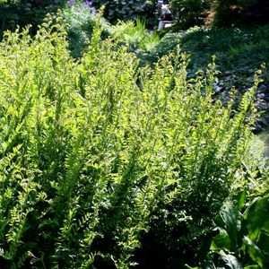 Osmunda regalis 