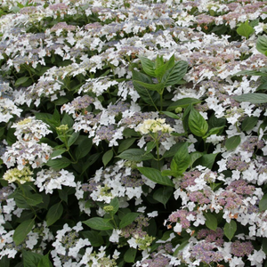 Hydrangea macrophylla Lanarth White