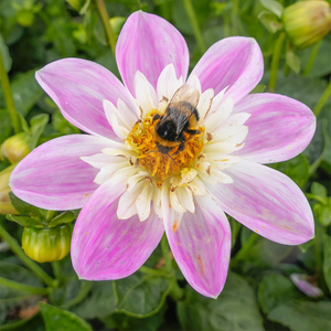 Dahlia Famoso