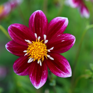 Dahlia Fabula