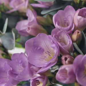 Freesia Blue Moon