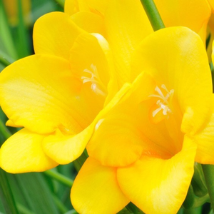 Freesia Golden Yellow