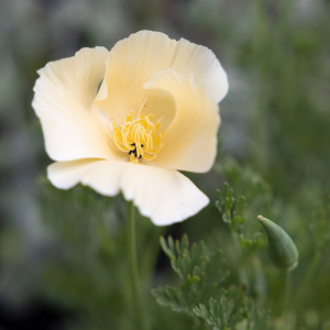 Eschscholzia californica Ivory Castle