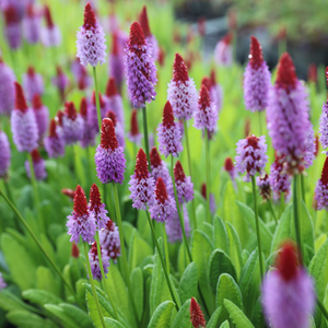 Primula vialii 