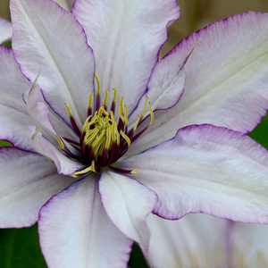 Clematis Samaritan Jo ('Evipo075') (PBR) (Boulevard Series)