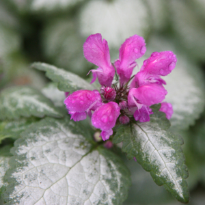 Lamium maculatum Beacon Silver