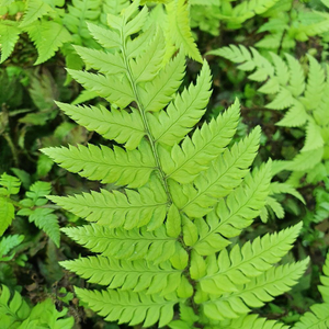 Polystichum rigens 