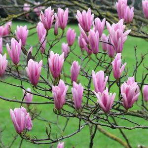 Magnolia Heaven Scent