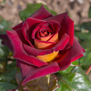Rosa Eddy Mitchell