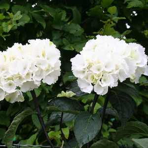 Hydrangea macrophylla Zebra (PBR) (Black Steel Series)