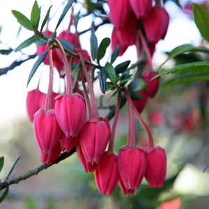 Crinodendron hookerianum 