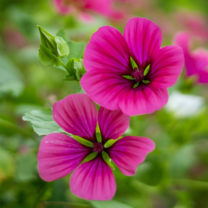 Malope trifida Vulcan