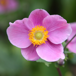 Anemone hupehensis Hadspen Abundance
