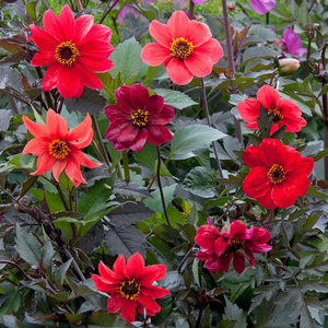 Dahlia Bishop's Children (mixed)