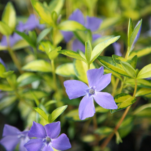 Vinca minor Illumination