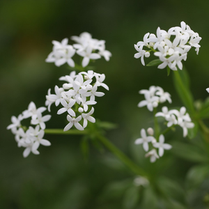 Galium odoratum 
