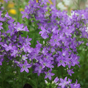Campanula lactiflora Prichard's Variety