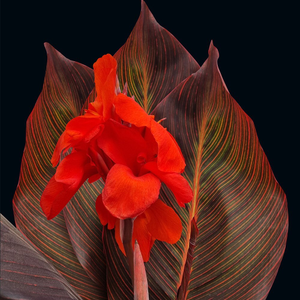 Canna Tropicanna Red (PBR)