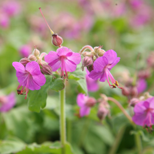 Geranium macrorrhizum 