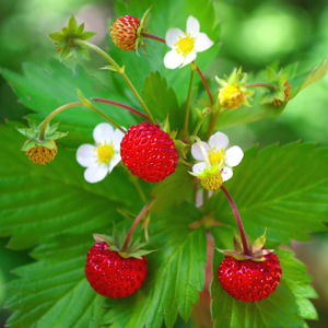 Fragaria vesca 