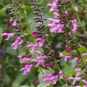 Salvia Pink Amistad ('Arggr17-011')
