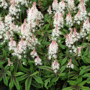 Tiarella Spring Symphony (PBR)