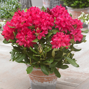 Rhododendron Nova Zembla