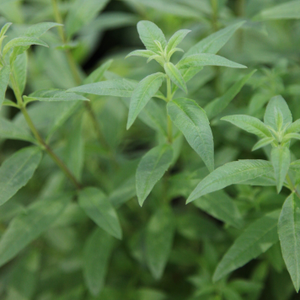 Aloysia citrodora 
