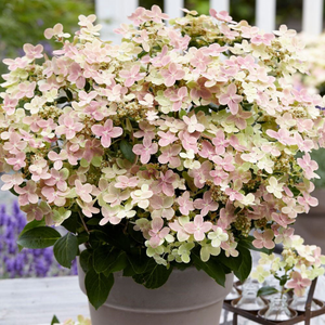 Hydrangea paniculata Polestar ('Breg14') (PBR)