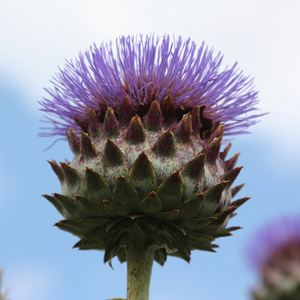 Cynara cardunculus 