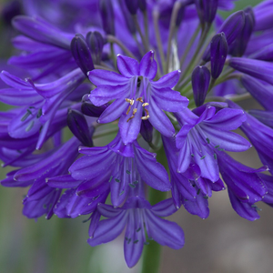 Agapanthus Northern Star (PBR)