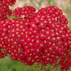 Achillea millefolium Red Velvet