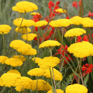 Achillea filipendulina Cloth of Gold