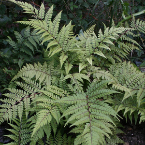 Athyrium otophorum var. okanum