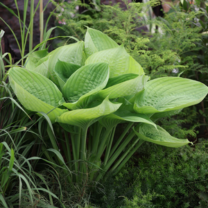 Hosta Sum and Substance
