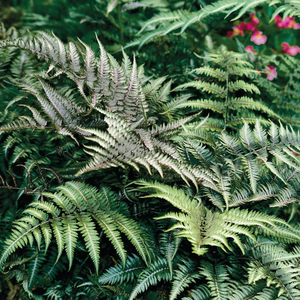 Athyrium niponicum var. pictum Silver Falls