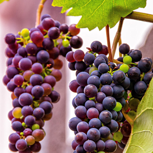 grape Einset