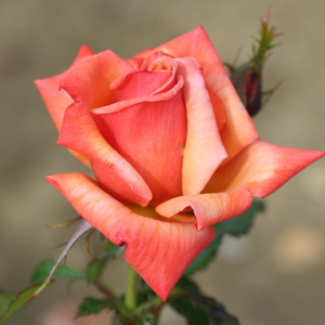 Rosa Remember Me ('Cocdestin') (PBR)
