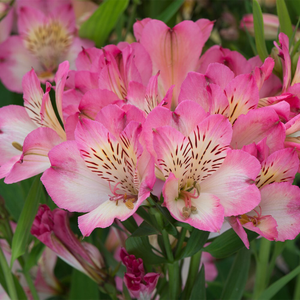Alstroemeria Summer Break ('Tessumbreak') (PBR) (Summer Paradise - Summer Series)
