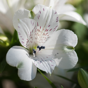 Alstroemeria Inticancha Magic White ('Tesmaghwi') (Inticancha Series)
