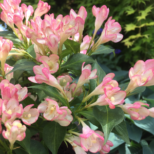 Weigela All Summer Peach ('Slingpink') (All Summer Series)