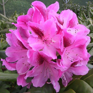 Rhododendron Cosmopolitan