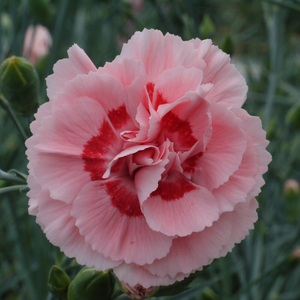 Dianthus (Allwoodii Group) Doris